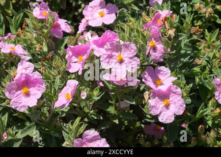 Pink, Cistus x pulverulentus Delilei Group Fiona, Juni, Garten, Sträucher Pflanzenblumen blühen Stockfoto