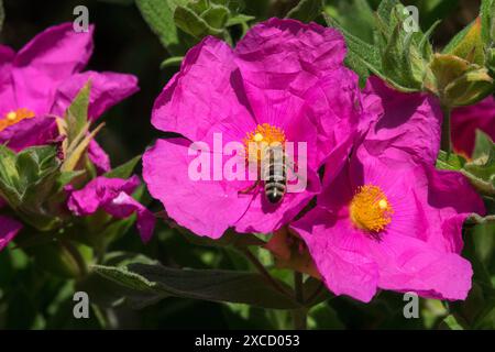 Pink, Cistus, Flowers Cistus x pulverulentus, APIs mellifera Europäische Honigbiene Honigbiene in Blume Large Sun Rock Rose Stockfoto