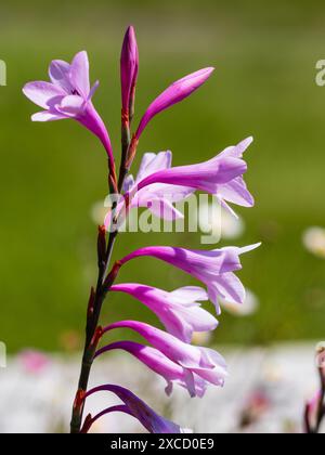 Rosafarbene röhrenförmige Blüten in den Spitzen der halbharten kormösen Südafrikanischen cape-Bugle-Lilie Watsonia borbonica Stockfoto