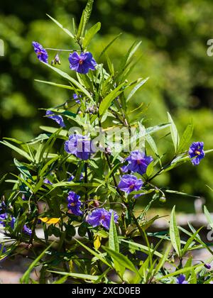 Blau, Sommer- bis Herbst blühende Blüten des halbharten immergrünen blauen Kartoffelbusches, Solanum rantonnetii Stockfoto