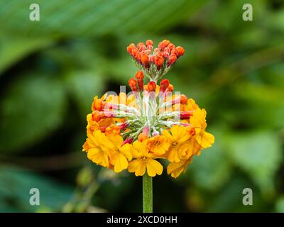 Orangenblüten in den Wirbeln des harten mehrjährigen Kandelabers primula, Primula bulleyana Stockfoto