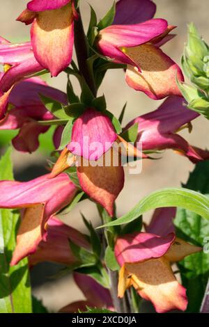 Digitalis Digiplexis Illumination Flame, Lila, Foxglove Foxhandschuhe, harte Pflanze Stockfoto