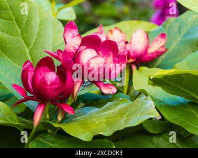 Rote Blüten des aromatisch-harten Laubstrauchs Carolina allspice, Calycanthus x raulstonii „Hartlage Wine“ Stockfoto