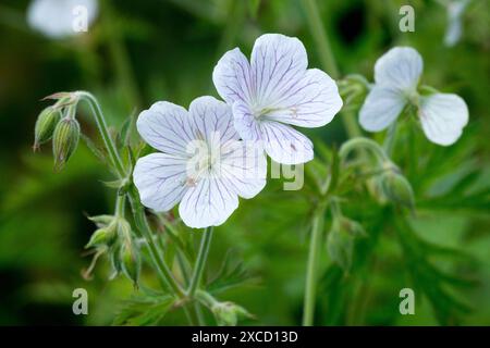 Hardy Geranium Clarkei 'Kaschmir White' blüht Stockfoto