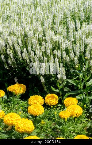 Salvia nemorosa 'Adrian' Weiße Blumen gelbe tagetes Stockfoto