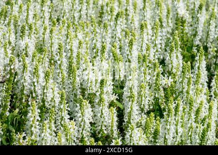 Salvia nemorosa „Adrian“ Weiße Blumen Stockfoto