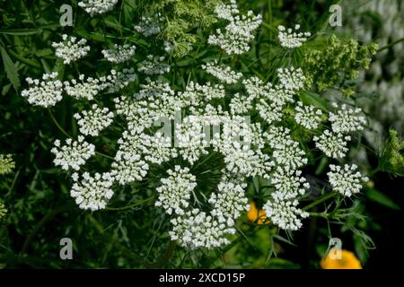 Falsche Königin Annes Spitze Ammi Majus, weiße Blume Stockfoto