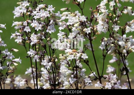 Penstemon digitalis „Huskers Red Superior“ Foxglove Beardzunge, Blume White Flowers Stockfoto