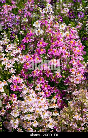 Poor Mans Orchid Schizanthus, Garden Annuals, Blumen Stockfoto