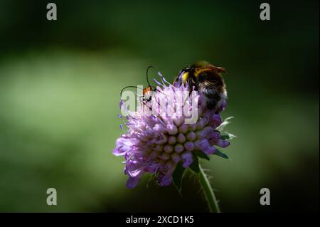 Eine gewöhnliche Carderbiene (Bombus pascuorum) auf einer Blume des Rotklees (Trifolium pratense). Litauen Stockfoto