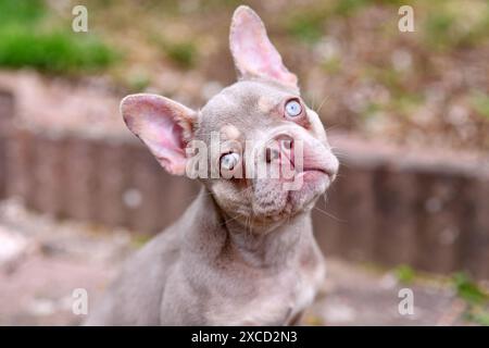 Neuer Shade Isabella französischer Bulldog Hund mit sehr hellblauen Augen Stockfoto