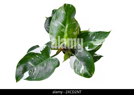 Blick von oben auf die tropische Zimmerpflanze „Philodendron White Princess“ auf weißem Hintergrund Stockfoto