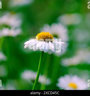 Daisy Stockfoto