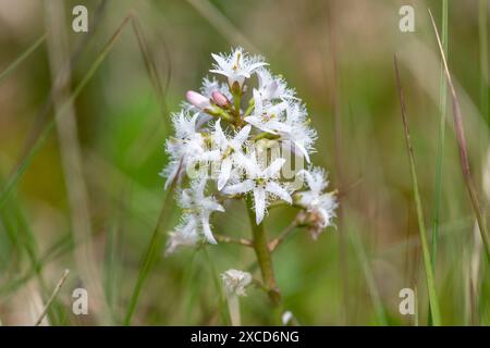 Nahaufnahme der Blüten der Bohnen (Menyanthes trifoliata) in Blüte Stockfoto