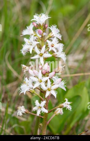 Nahaufnahme der Blüten der Bohnen (Menyanthes trifoliata) in Blüte Stockfoto