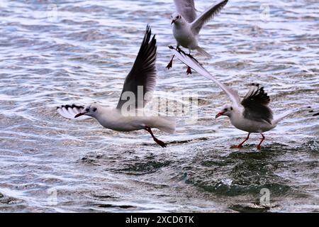 Drei Möwen fliegen über dem Wasser an einem öffentlichen Strand in Oroklini, Larnaka, Zypern Stockfoto