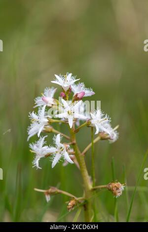 Nahaufnahme der Blüten der Bohnen (Menyanthes trifoliata) in Blüte Stockfoto