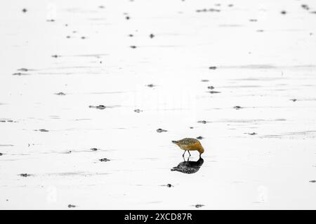 Roter Knoten (Calidris canutus) ernährt sich von Raudasandur, Westfjorden, Island. Stockfoto