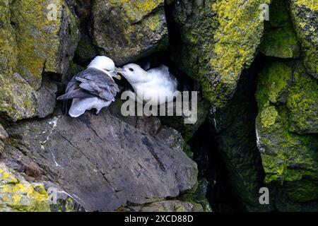 Zwei nördliche Fulmars (Fulmarus glazialis, leichte Morph), die im Mai in Latrabjarg-Vogelklippe, Westfjorden, Island, zu sehen sind. Stockfoto