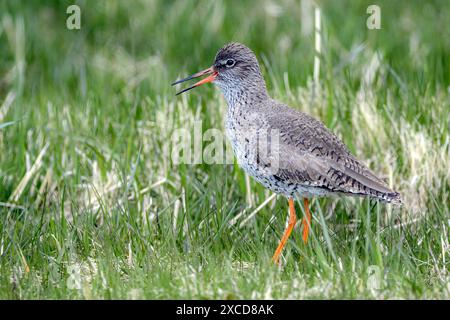 Rotschenkel (Tringa totanus, juvenile) aus Raudasandur, Westfjorsds, Island im Mai. Stockfoto