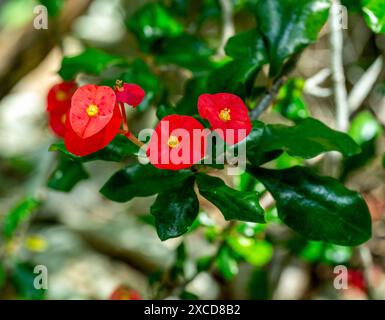 Dornenkrone oder Christuspflanze (Ephorbia milii), aus Madagaskar. Botanischer Garten, Kit, Karlsruhe, Deutschland, Europa Stockfoto