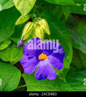 Thunbergia battiscombei, auch bekannt als Blue Glory Rebe, ist eine blühende Pflanzenart aus der Familie der Acanthaceae. Stockfoto