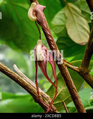 Aristolochia tricaudata (Aristolochia tricaudata), DreischwanzNarzissen Stockfoto