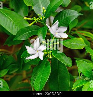 Windmühle Bush (Tabernaemontana pandacaqui) Blumen Stockfoto