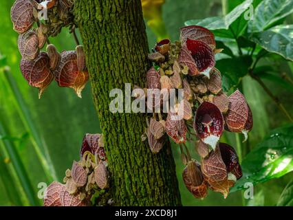 Aristolochia Arborea (Aristolochia salvadorensis) auch Darth Vader Pflanze. Botanischer Garten Heidelberg, Baden Württemberg, Deutschland Stockfoto