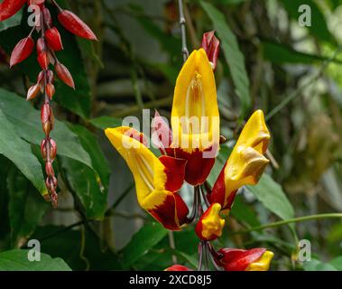 Indische Uhr Rebe (Thunbergia Mysorensis) Stockfoto