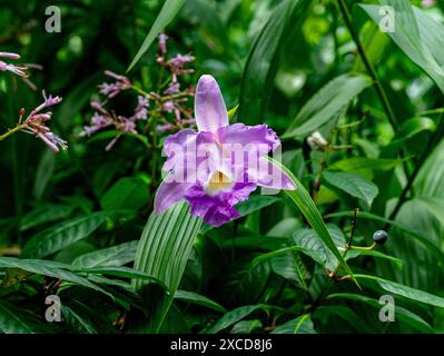 Sobralia Macrantha Orchidee Blume einzelne ein lila Gelbgold Stockfoto
