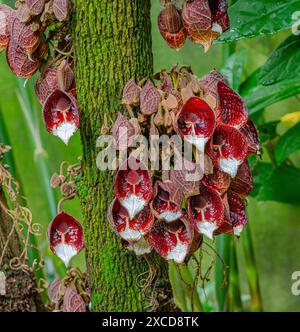 Aristolochia Arborea (Aristolochia salvadorensis) auch Darth Vader Pflanze. Botanischer Garten Heidelberg, Baden Württemberg, Deutschland Stockfoto
