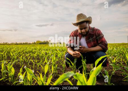 Junger Landwirt, der digitale Tablets auf seinem wachsenden Maisfeld benutzt. Stockfoto