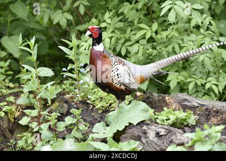 Männlicher Fasan (Phasianus colchicus) im linken Profil auf dem Waldboden, aufgenommen in Staffordshire, Großbritannien im Frühjahr Stockfoto