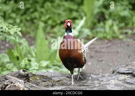 Nahaufnahme eines männlichen Fasans (Phasianus colchicus), der im Mai in Richtung Camera in einem Naturschutzgebiet in Staffordshire, England, Großbritannien, spaziert Stockfoto