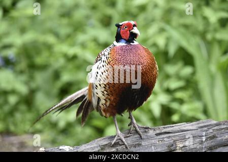 Nahaufnahme eines gewöhnlichen männlichen Fasans (Phasianus colchicus), der auf einem horizontalen Holzstamm vor einem grünen Laubhintergrund steht, Großbritannien Stockfoto