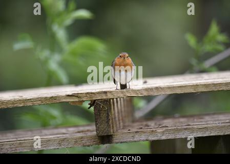 Europäischer Robin (Erithacus rubecula) mit Blick in die Kamera von der Oberseite einer Holzpalette vor grünem Laubhintergrund, aufgenommen in Großbritannien im Frühjahr Stockfoto