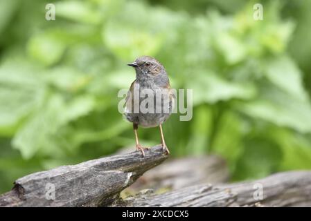 Bild eines Dunnocks (Prunella modularis), der auf der zerklüfteten Kante eines abfallenden Holzes steht, mit dem Kopf nach links gerichtet, aufgenommen in Großbritannien Stockfoto