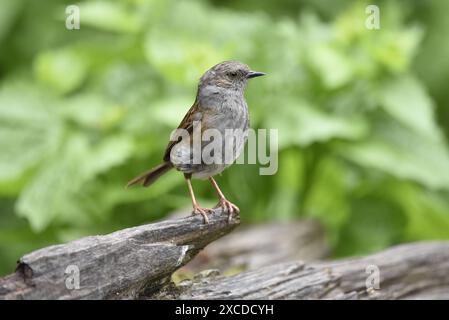 Mittleres Vordergrundbild eines Dunnocks (Prunella modularis), der auf dem zerklüfteten Rand eines Baumstamms im Wald steht, im rechten Profil, aufgenommen in Großbritannien Stockfoto