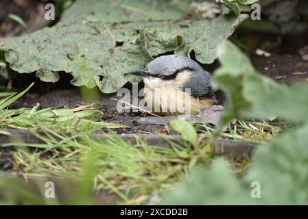 Die junge Eurasische Nuthatch (Sitta europaea) hat sich im linken Profil auf Waldboden zwischen grünem Laub gedrängt, das im Mai in Großbritannien aufgenommen wurde Stockfoto