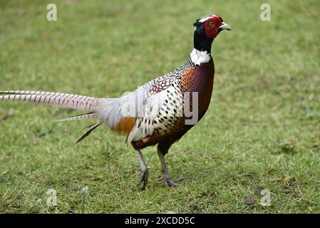 Vordergrundbild eines gewöhnlichen männlichen Fasans (Phasianus colchicus), der im Mai von links nach rechts auf Short Grass in Staffordshire, Großbritannien, lief Stockfoto