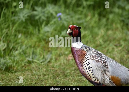 Nahaufnahme des Kopfes und der Schultern eines männlichen Fasans (Phasianus colchicus) im linken Profil, rechts im Bild, gegen Gras und Wildblumen, Großbritannien Stockfoto