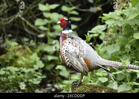 Nahaufnahme eines männlichen Fasans (Phasianus colchicus) im Wald im linken Profil, rechts im Bild, aufgenommen im Mai in Staffordshire, Großbritannien Stockfoto