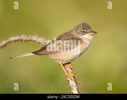 Männlicher gemeiner Whitethroat (Curruca communis), Pembrokeshire Stockfoto