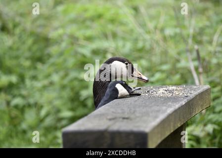 Canada Goose (Branta canadensis) und eine Hybrid Canada Goose x Greylag Goose (Anser anser) dehnen den Hals, um Samen von einer Holzbank zu essen, Großbritannien Stockfoto