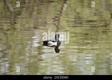 Drake Tufted Duck (Aythya fuligula) schwimmt auf einem See mit Reflektionen, von links nach rechts, aufgenommen in einem Naturschutzgebiet in Staffordshire, Großbritannien im Mai Stockfoto