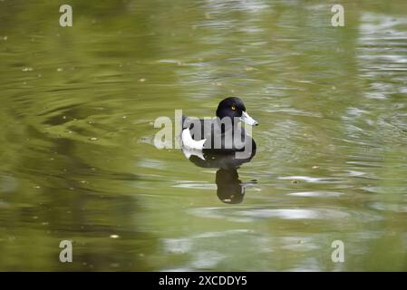 Drake Tufted Duck (Aythya fuligula) schwimmt in Richtung Kamera, reflektiert im Wasser, aufgenommen auf einem Naturschutzgebiet See in Staffordshire, Großbritannien im Frühjahr Stockfoto
