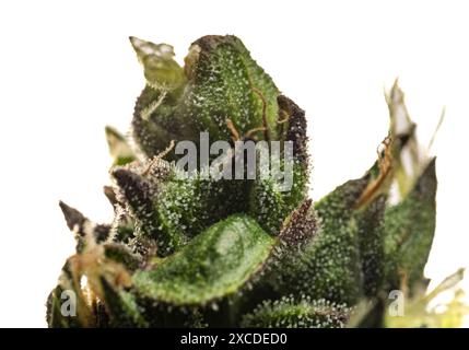 Makroansicht für die Farbe frische Blüte der potenten schönen Marihuana-Blume aus dem Gewächshaus Stockfoto