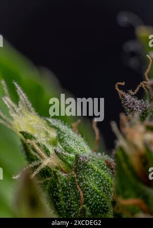 Makroansicht für die Farbe frische Blüte der potenten schönen Marihuana-Blume aus dem Gewächshaus Stockfoto