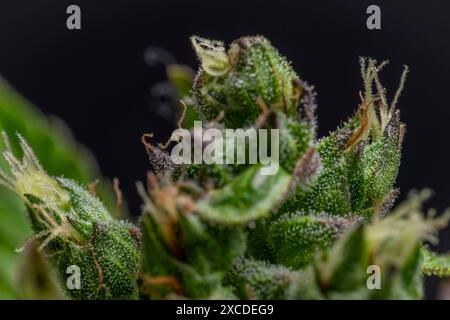 Makroansicht für die Farbe frische Blüte der potenten schönen Marihuana-Blume aus dem Gewächshaus Stockfoto